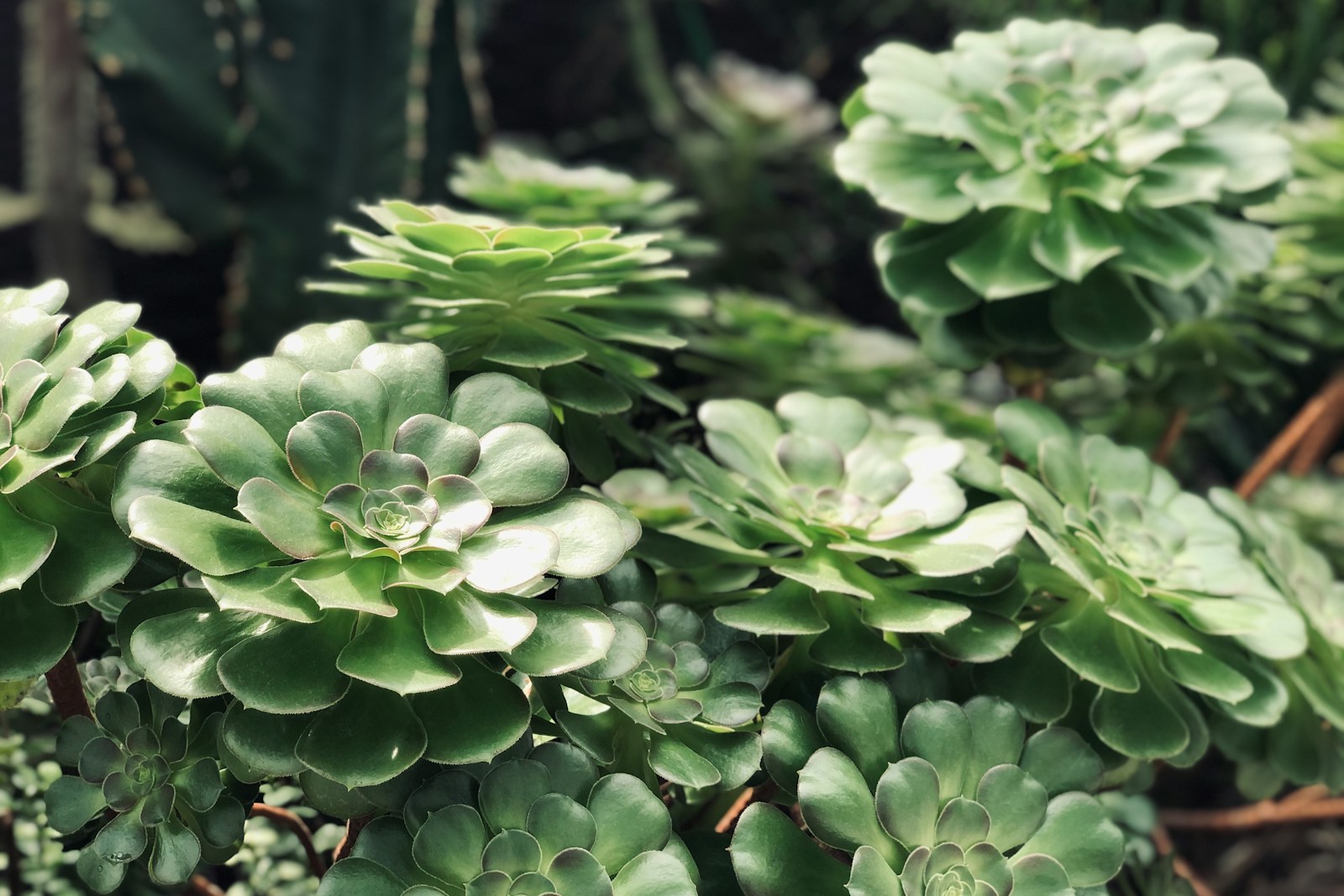 green succulents