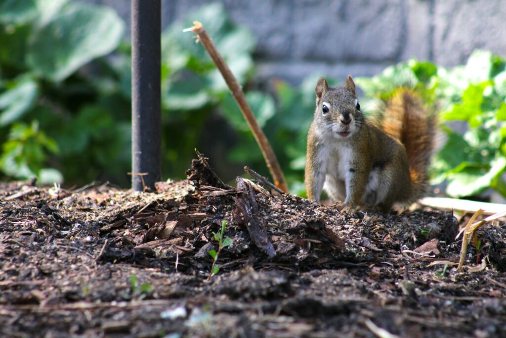 a squirrel standing on top of a pile of dirt