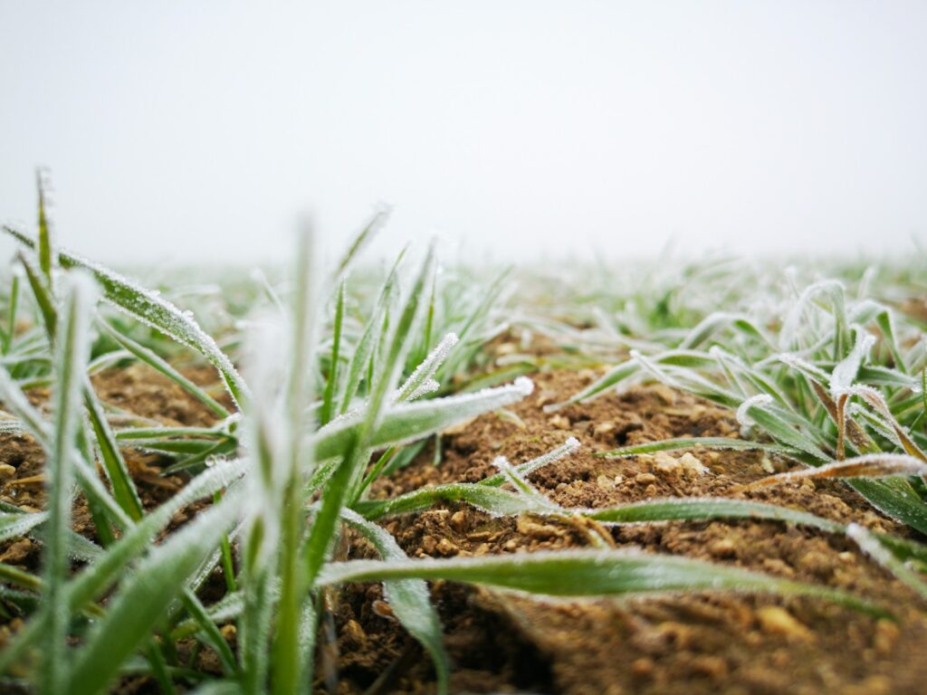 a field of grass covered in frost on a foggy day