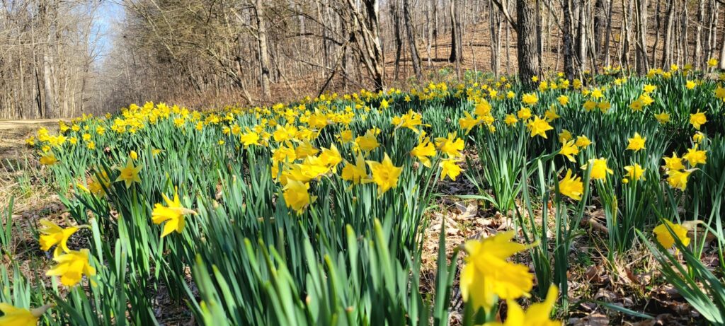 a field full of yellow flowers next to a forest