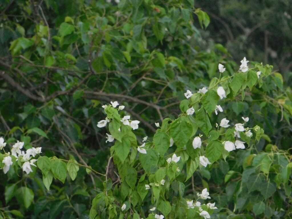 a close-up of some flowers