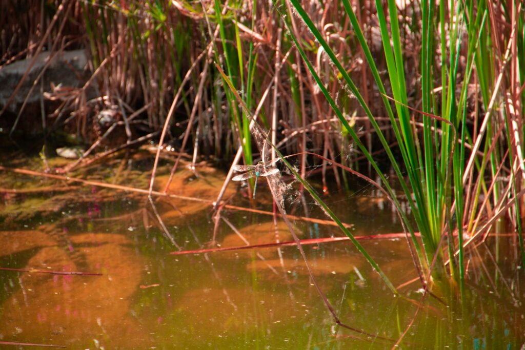 a swamp with tall grass