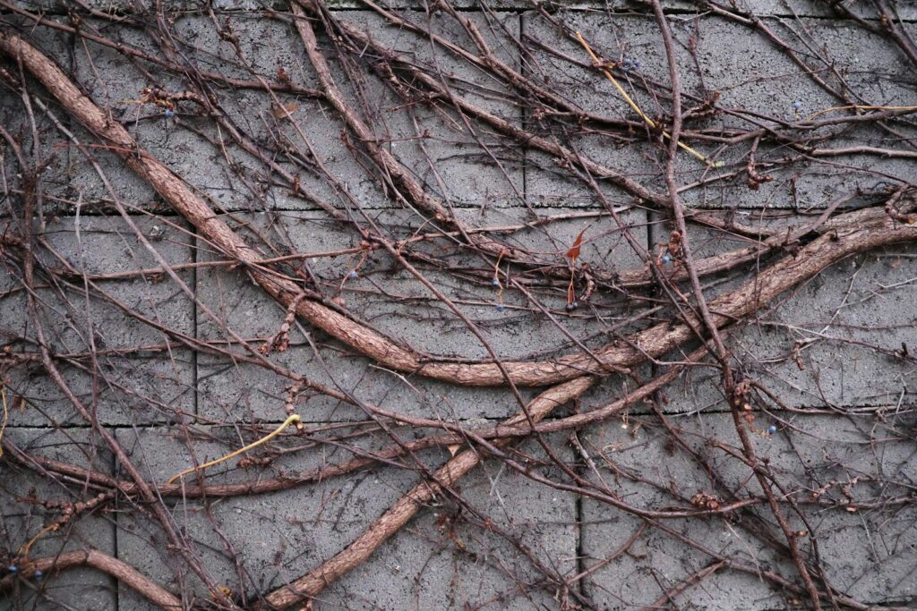 a close up of a wall with vines on it