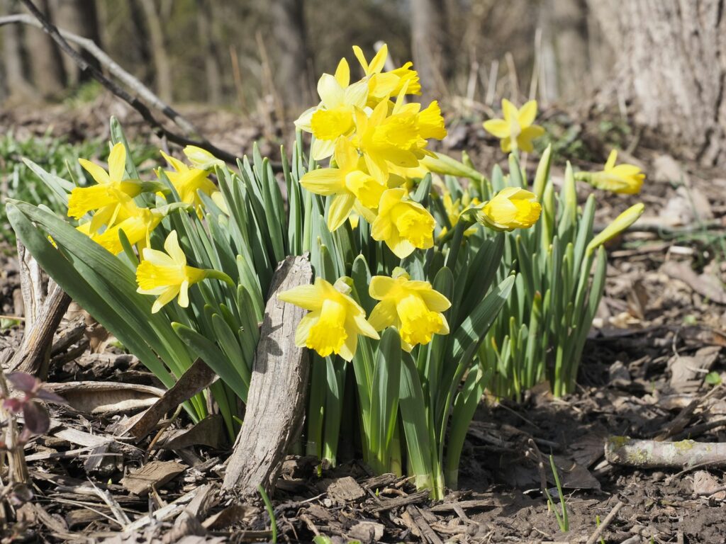 a bunch of yellow flowers that are in the dirt