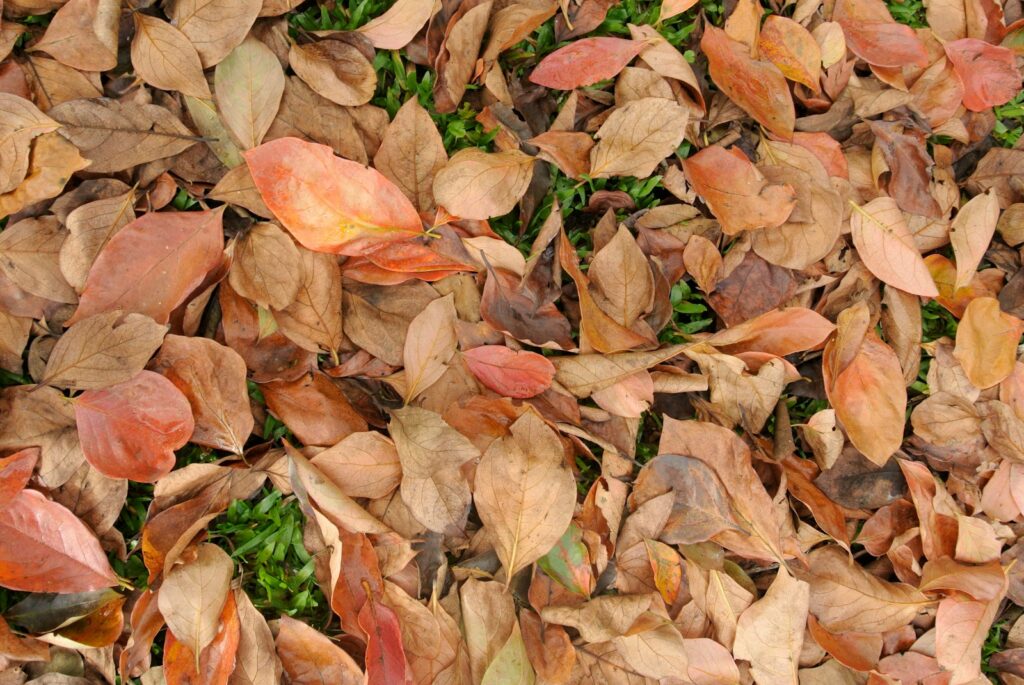 red and green leaves on ground