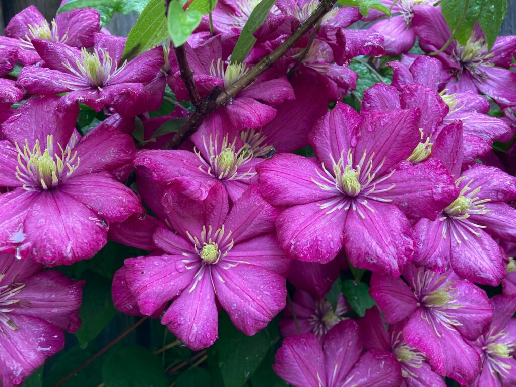 a bunch of purple flowers with green leaves