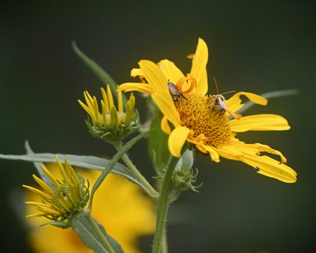 Bees pollinate a vibrant yellow flower.