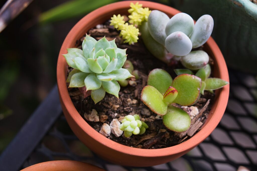 green succulent plant