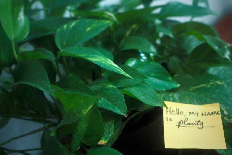 green leaves with brown sticky notes