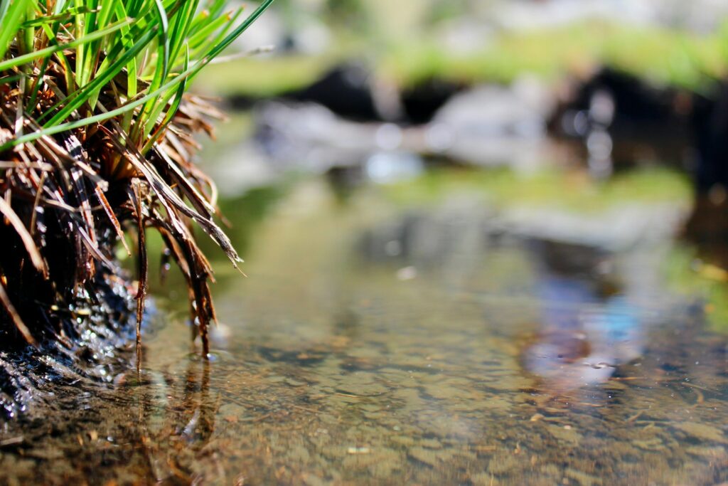 grass near body of water
