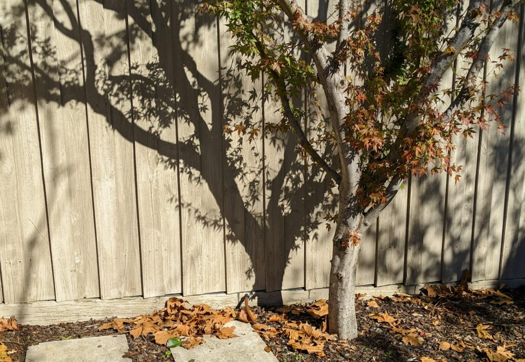 brown leaves on brown wooden fence