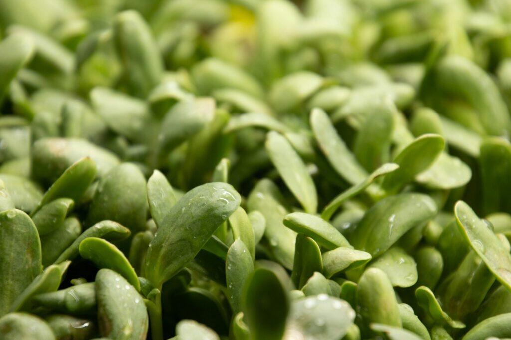 a pile of green leaves with water droplets on them