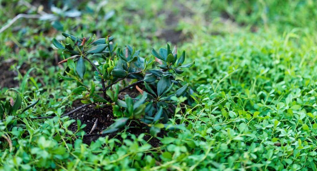 A patch of grass with a small plant growing out of it