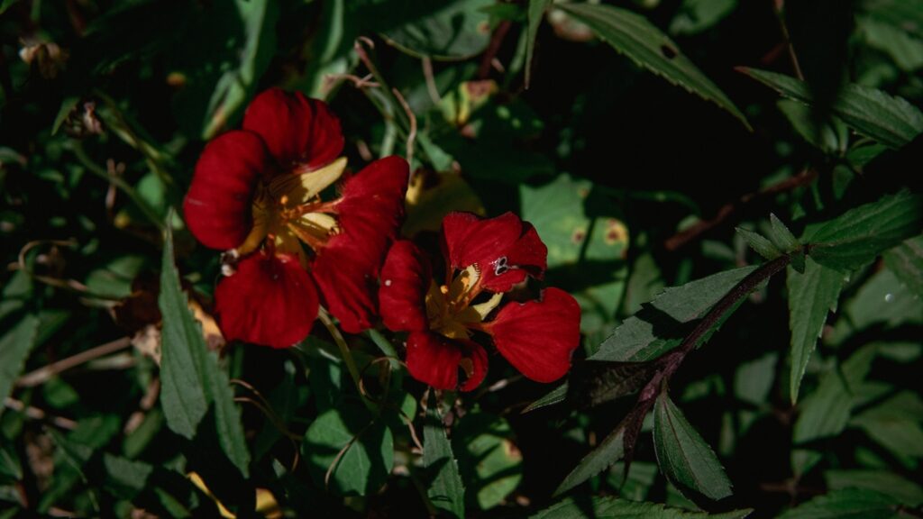 A group of red flowers sitting on top of a lush green field