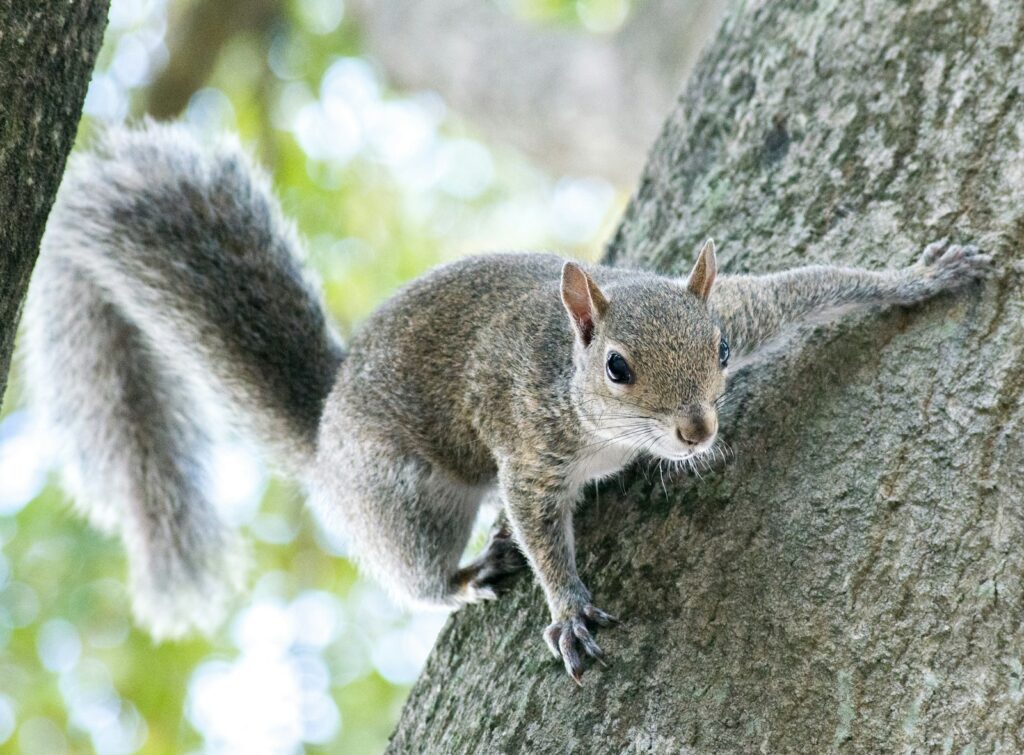 gray squirrel on brown tree trunk during daytime