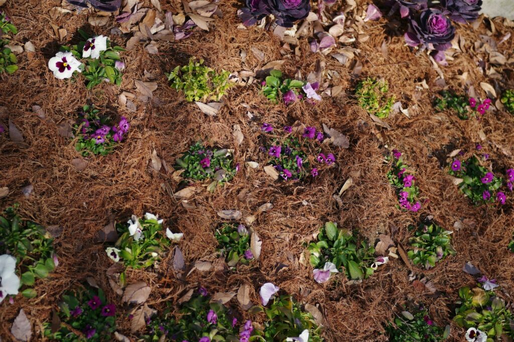Flowers bloom in a mulched garden bed.