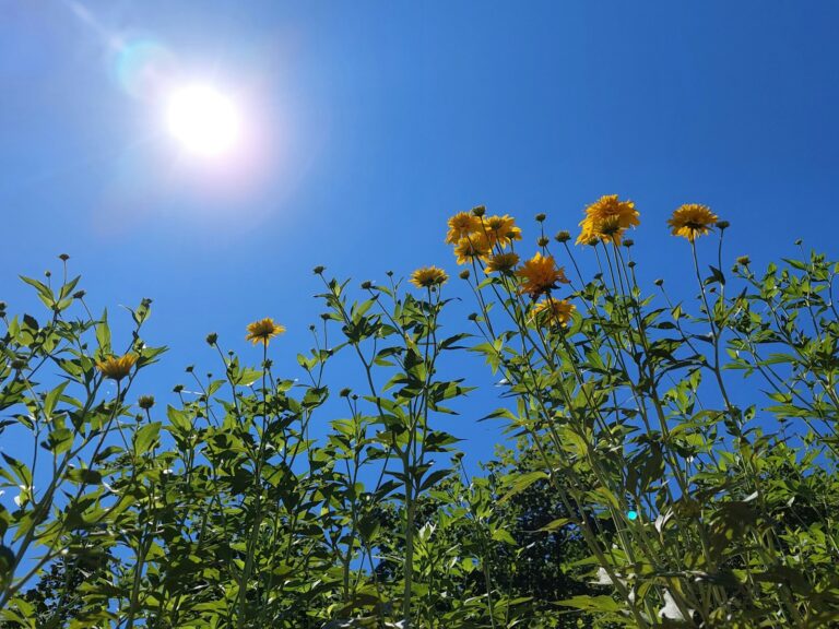 the sun shines brightly over a field of wildflowers