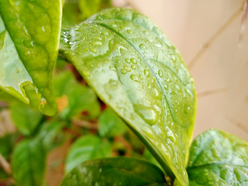 a green plant with water droplets on it
