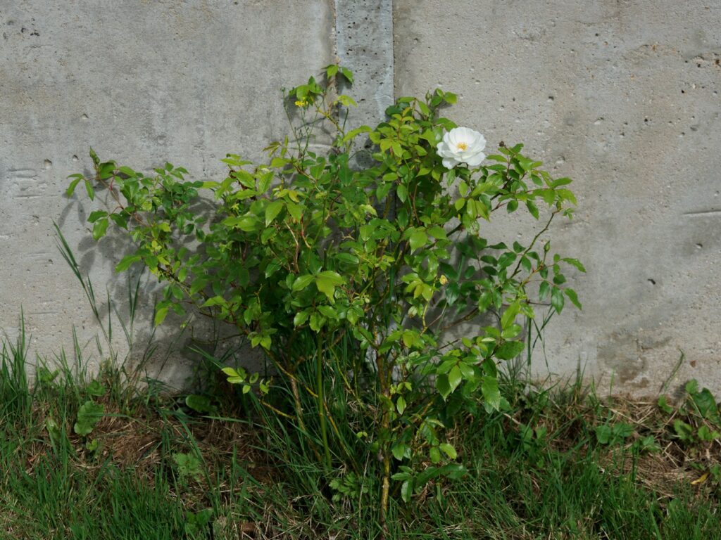 a white flower growing out of the ground next to a cement wall