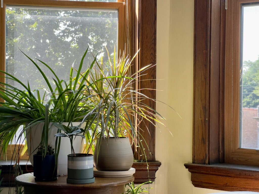 a group of potted plants in a window sill