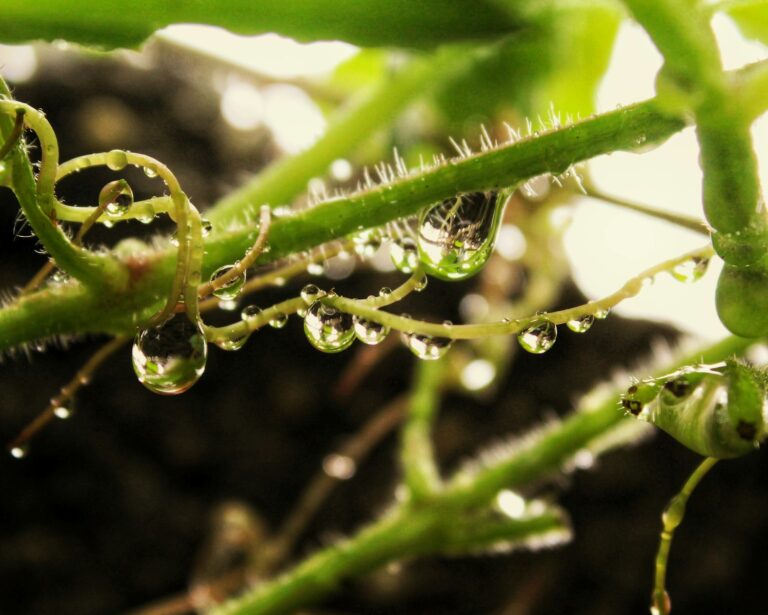 water droplets on green leaf