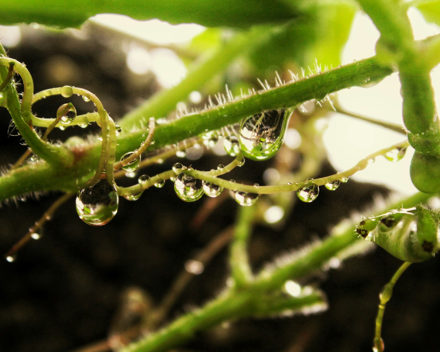 water droplets on green leaf