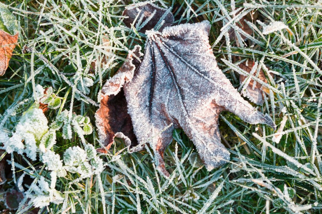 A leaf that is sitting in the grass