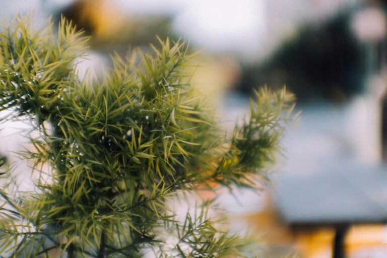 a close up of a plant with a blurry background