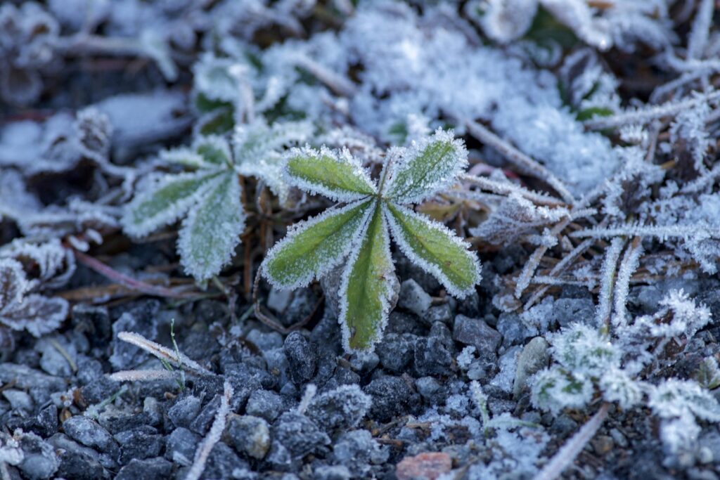 a small green plant growing in the dirt