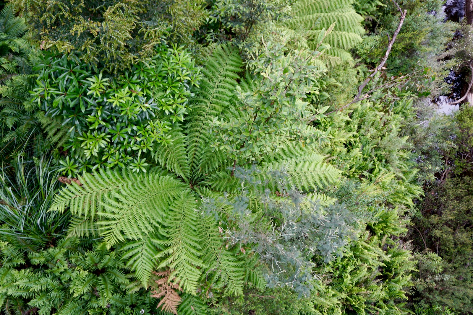 a lush green forest filled with lots of trees