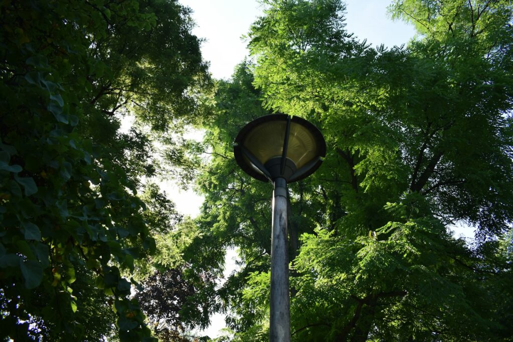 a street light surrounded by trees in a park