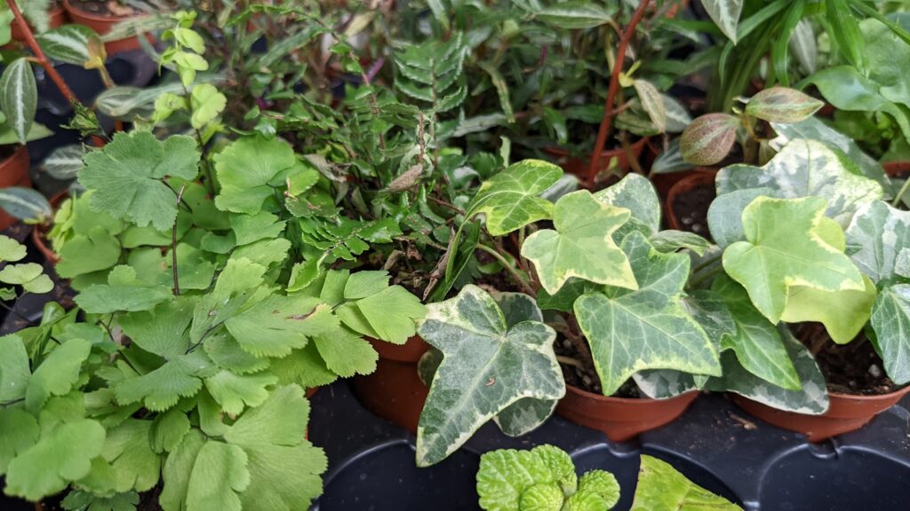 a group of plants that are in some pots