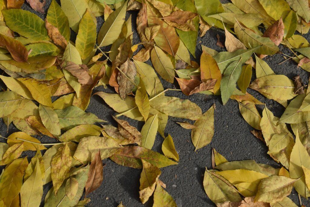 Fallen autumn leaves scattered on dark ground