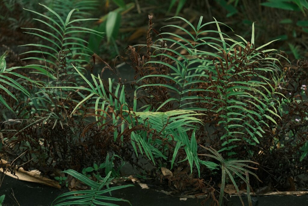 A close up of a plant with lots of leaves