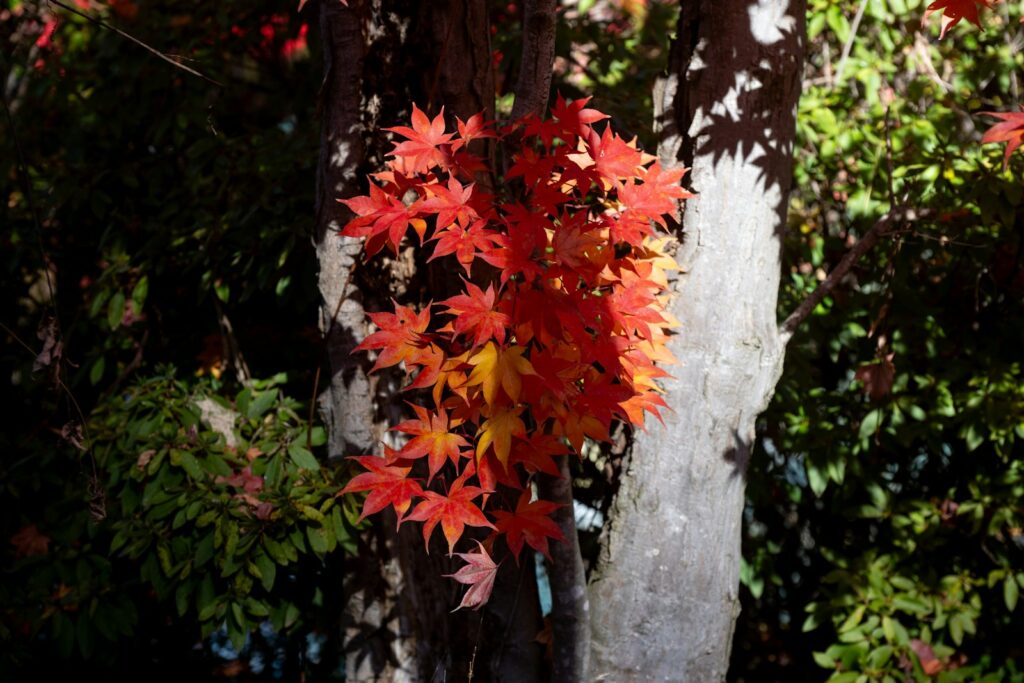 Vibrant red maple leaves on a tree trunk