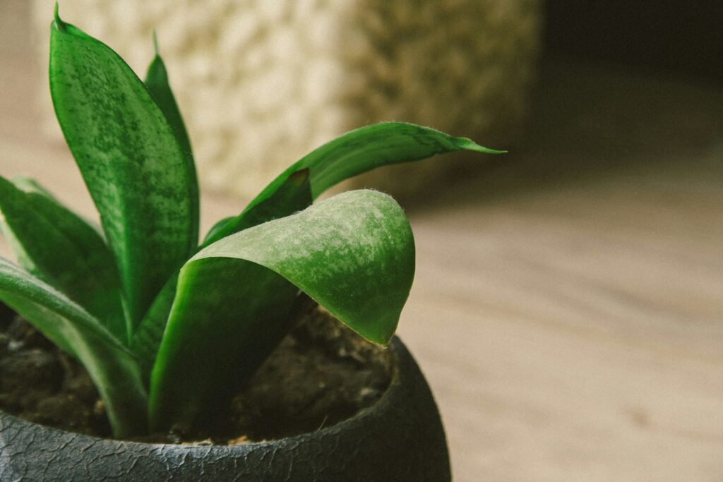 a green plant in a pot on a wooden floor