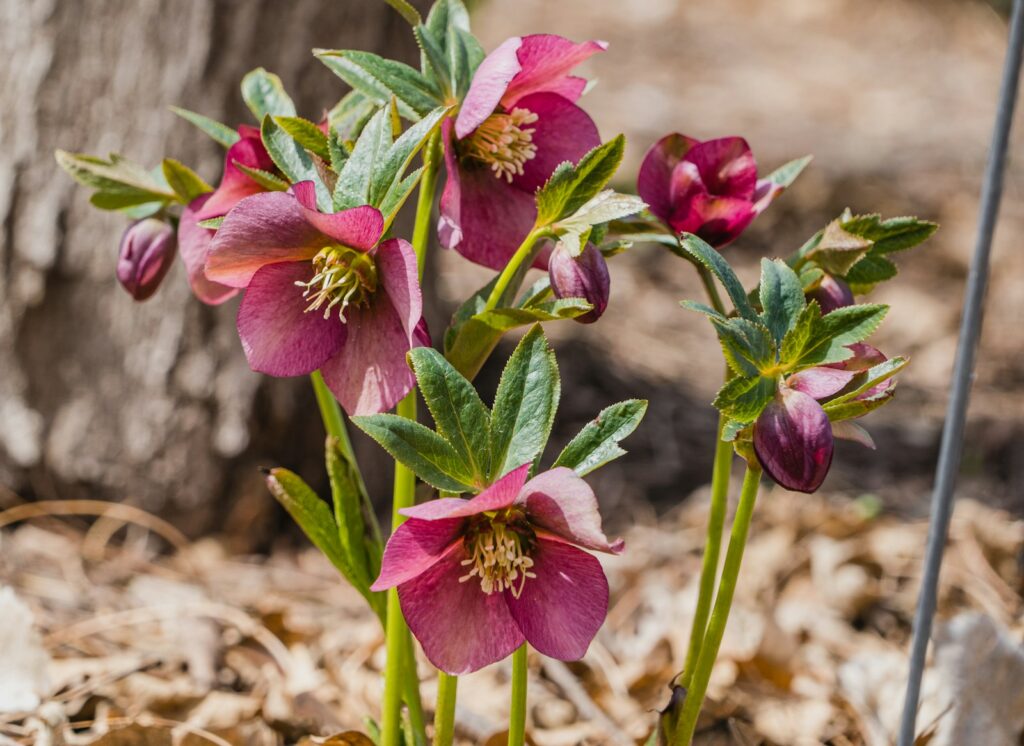 a group of pink flowers growing out of the ground