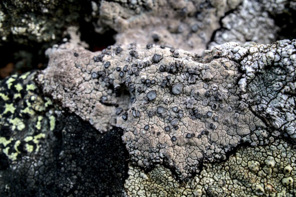a close up of a rock with moss growing on it