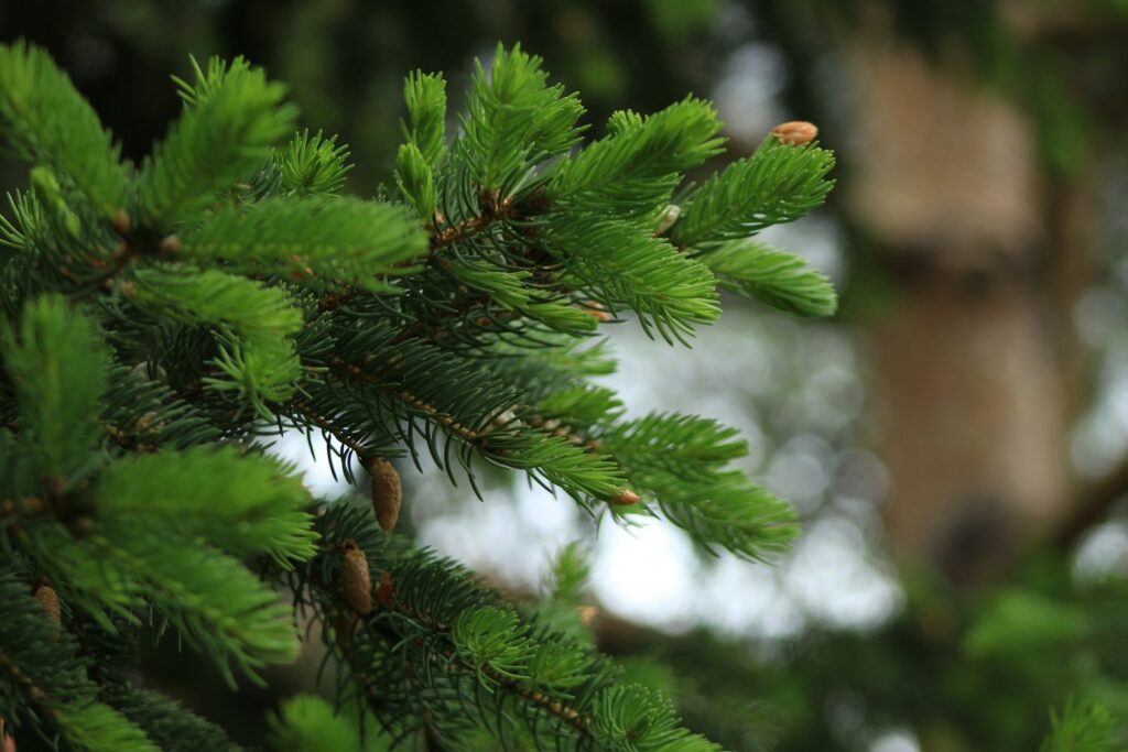 a branch of a pine tree with cones on it