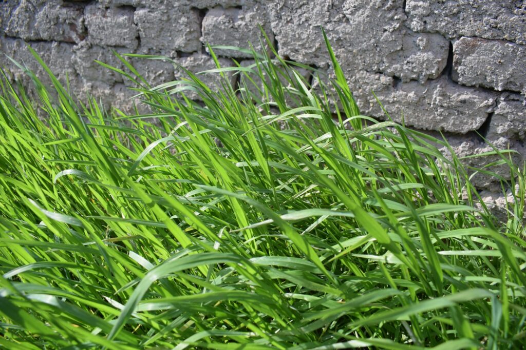 Green grass grows near a stone wall.