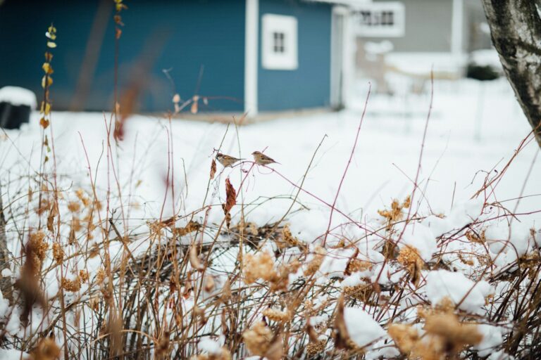 brown dried leaves on snow covered ground during daytime