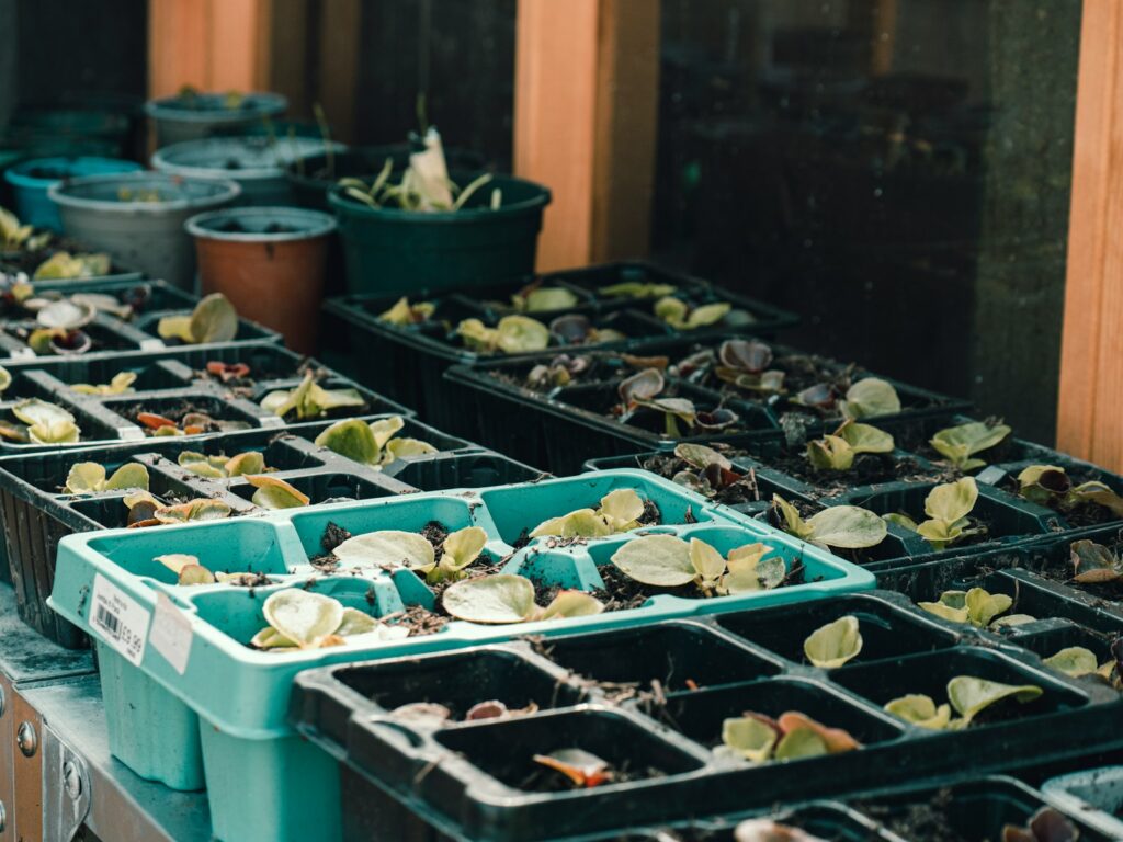 a bunch of plants that are in plastic containers