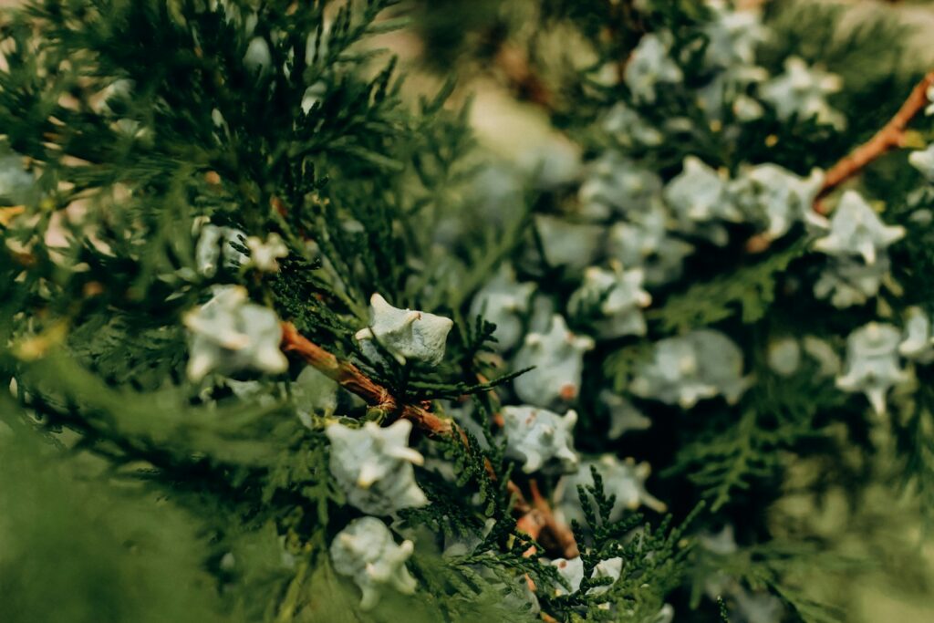 a close up of some flowers