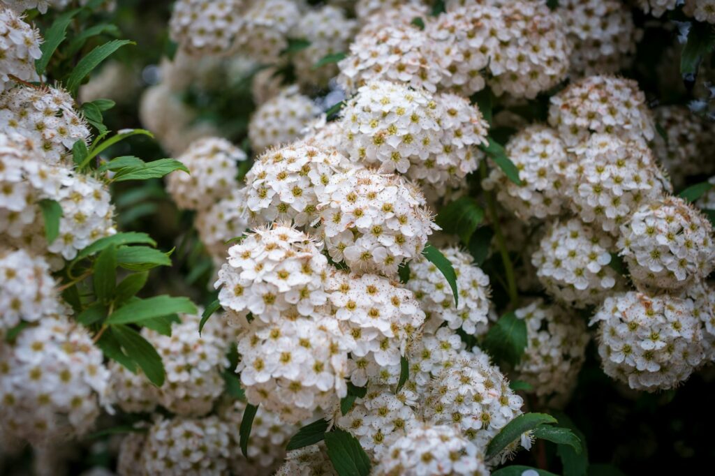 White flowers bloom in abundance on a bush.