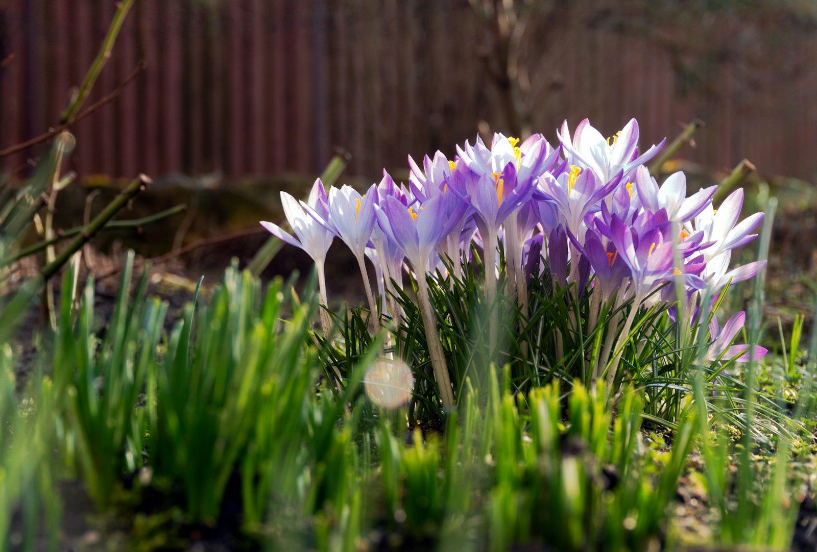 Purple crocuses bloom in the spring sunlight.