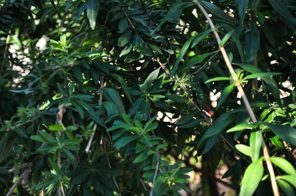 Lush green leaves and branches fill the frame.