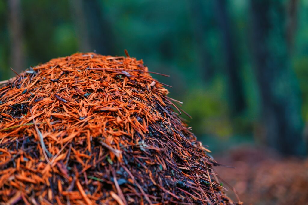 brown dried grass in tilt shift lens
