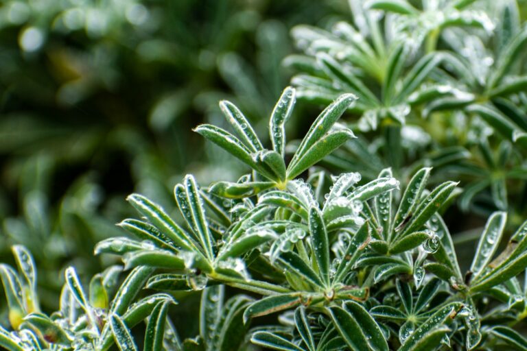 green plant in close up photography