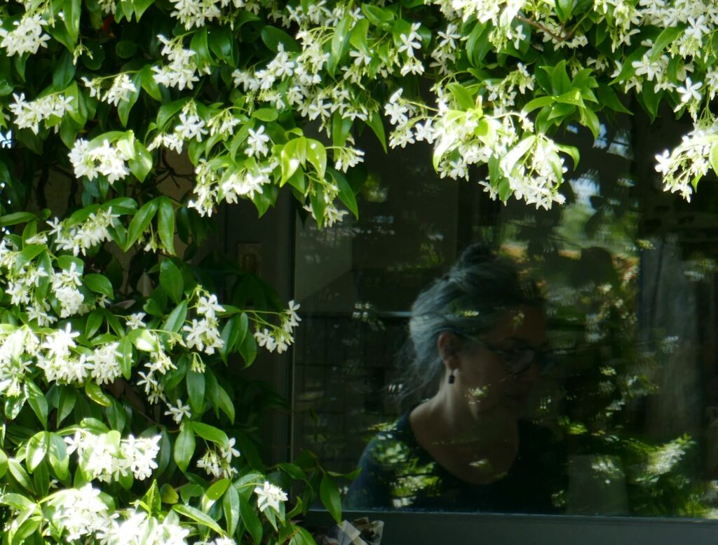 White flowers on a vine with a reflection in-focus reflection.