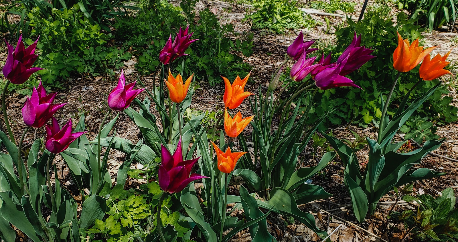 red flowers with green leaves